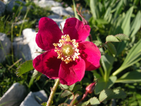 Rosa pendulina / Rosa alpina